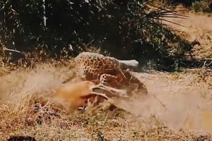 when animal fights back, baboons fighting leopard.