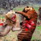wild animal fights 2022 wild animal fights caught on camera | Basit tv
