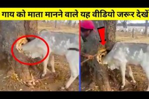 इसके साथ जो हुआ देखकर आपका दिल दहल उठेगा | Animals that asked People for Help | Animals Rescued