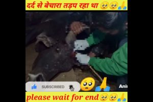 बेचारा दर्द से मर जाता 🥺😭#shorts #youtube #dog