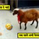 बेचारे कुत्ते का मोर बना दिया 😂ll Wild animal amazing fight