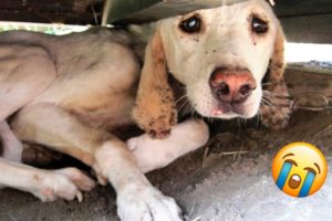 11 Animal Rescues That Will Break Your Heart