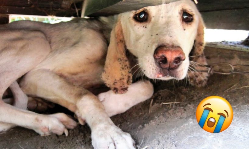 11 Animal Rescues That Will Break Your Heart