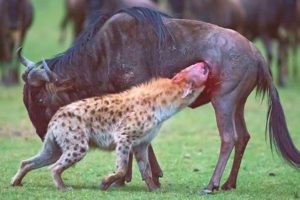 15 HORRIFIC Ways Animals Kill Their Prey | Pet Spot