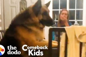 150-Pound German Shepherd Loses 50 Pounds | The Dodo Comeback Kids