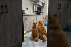 #1582 Cutest Puppies 🐕 🐶 #Pets #斗音 #shorts