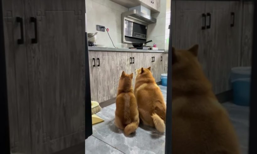 #1582 Cutest Puppies 🐕 🐶 #Pets #斗音 #shorts