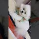 #1595 Cutest Puppies 🐕 🐶 #Pets #斗音 #shorts