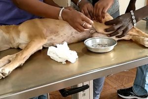Removing Monster Mango worms From Poor Dog! Animal Rescue Videos 2022