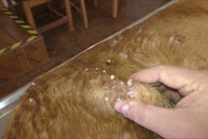 Removing Monster Mango worms From Poor Dog! Animal Rescue Videos 2022