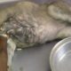 Removing Monster Mango worms From Poor Dog! Animal Rescue Videos 2022