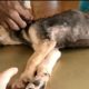 Removing Monster Mango worms From Poor Dog! Animal Rescue Videos 2022
