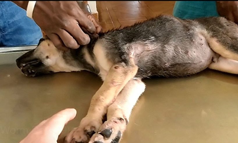 Removing Monster Mango worms From Poor Dog! Animal Rescue Videos 2022