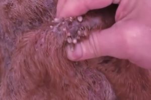 Removing Monster Mango worms From Poor Dog! Animal Rescue Videos 2022