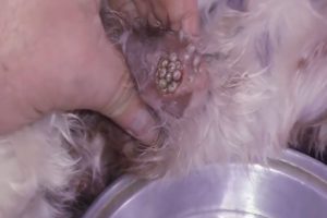 Removing Monster Mango worms From Poor Dog! Animal Rescue Videos 2022