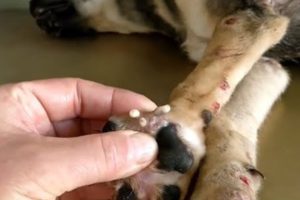 Removing Monster Mango worms From Poor Dog! Animal Rescue Videos 2022