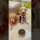 Funniest & Cutest Puppies - Funny Puppy Videos | Cute and Funny D0g Videos | Minutes of Funny Puppy