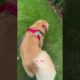 Funniest & Cutest Puppies - Funny Puppy Videos | Cute and Funny D0g Videos | Minutes of Funny Puppy