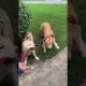 Funniest & Cutest Puppies - Funny Puppy Videos | Cute and Funny D0g Videos | Minutes of Funny Puppy