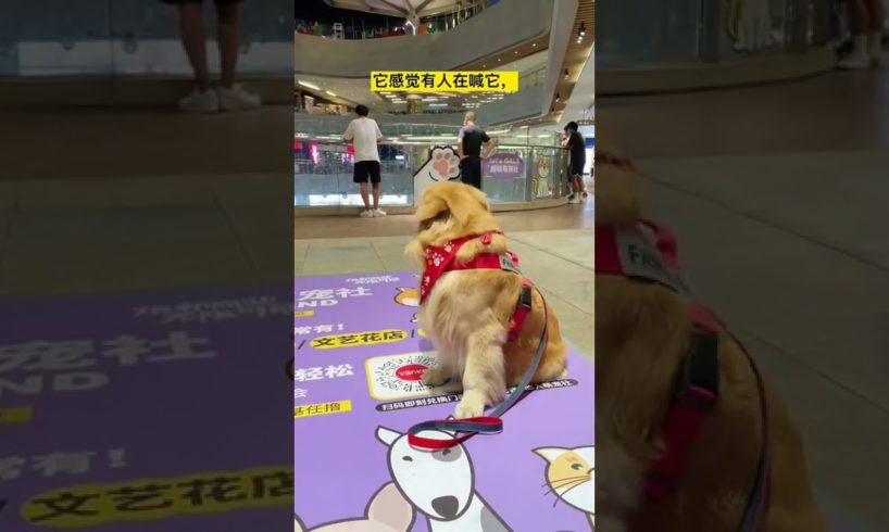 Funniest & Cutest Puppies - Funny Puppy Videos | Cute and Funny D0g Videos | Minutes of Funny Puppy
