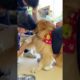 Funniest & Cutest Puppies - Funny Puppy Videos | Cute and Funny D0g Videos | Minutes of Funny Puppy