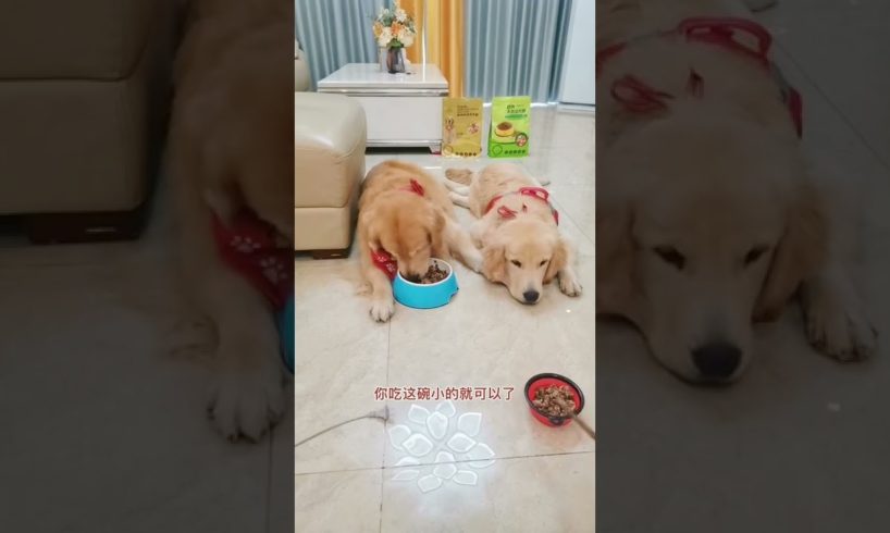 Funniest & Cutest Puppies - Funny Puppy Videos | Cute and Funny D0g Videos | Minutes of Funny Puppy