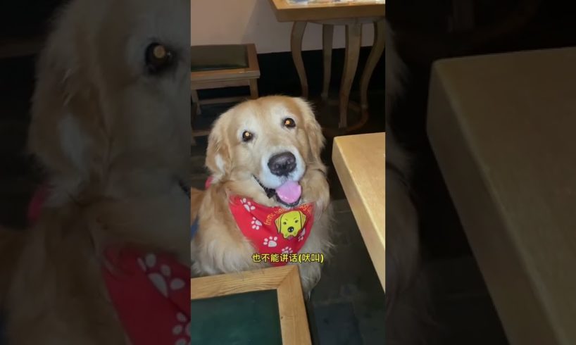 Funniest & Cutest Puppies - Funny Puppy Videos | Cute and Funny D0g Videos | Minutes of Funny Puppy