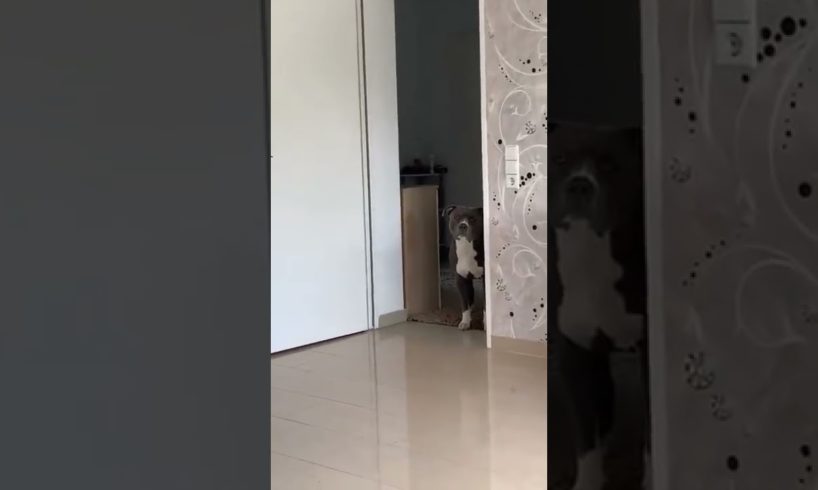 Cute Puppies Doing Funny Things 2022 🐶 Cutest Dogs Compilation