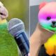 Cute baby animals 🔴 Videos Compilation cute moment of the animals - Cutest Animals #3 Monkey Bon Bon