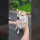 cutest dogs and cats in world shorts cute dogs funny dog tiktok funnydogs shorts tiktok viral short