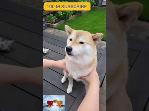 cutest dogs and cats in world shorts cute dogs funny dog tiktok funnydogs s