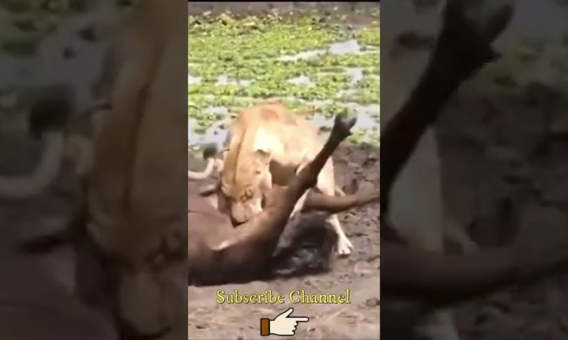 Top Animal Fights And Animal Attacks LION And BUFFALO Best Scene | DG Animal Of World #Shorts