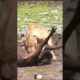 Top Animal Fights And Animal Attacks LION And BUFFALO Best Scene | DG Animal Of World #Shorts