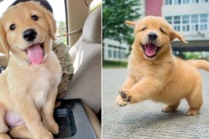 Funniest & Cutest Golden Retriever Puppies - 30 Minutes of Funny Puppy Videos 2022 #9