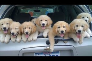 Funniest & Cutest Golden Retriever Puppies - 30 Minutes of Funny Puppy Videos 2022 #8