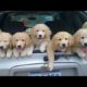 Funniest & Cutest Golden Retriever Puppies - 30 Minutes of Funny Puppy Videos 2022 #8