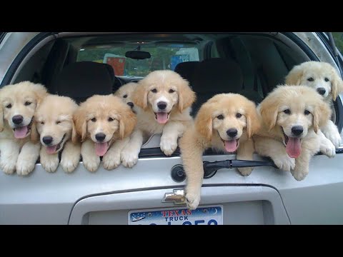 Funniest & Cutest Golden Retriever Puppies - 30 Minutes of Funny Puppy Videos 2022 #8