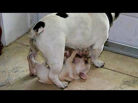 AWW CUTE BABY ANIMALS - Only Baby animals can make us HAPPY and LAUGH - OMG Soo Cute #9