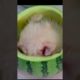 funny and cute Pomeranian video || cutest puppy #pomeranian #puppy #youtubeshorts #shorts(1)
