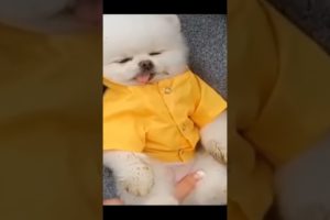funny and cute Pomeranian video || cutest puppy #pomeranian #puppy #youtubeshorts #shorts(3)