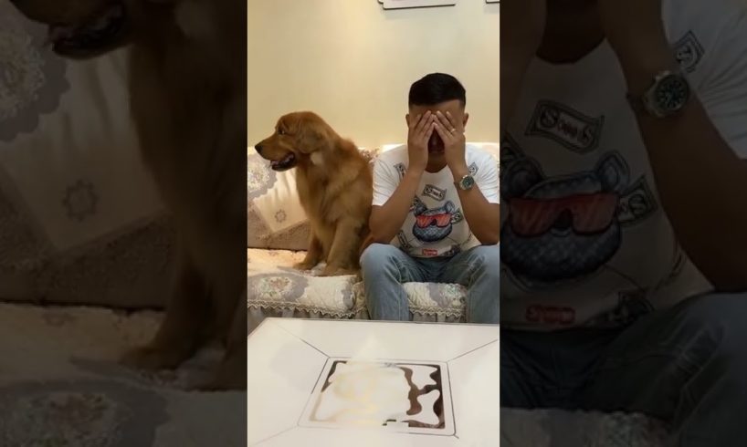 Funniest & Cutest Puppies - Funny Puppy Videos | Cute and Funny Dog Videos | Minutes of Funny Puppy