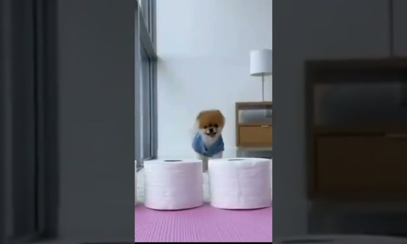 funny and cute Pomeranian video || cutest puppy #pomeranian #puppy #youtubeshorts #shorts(4)