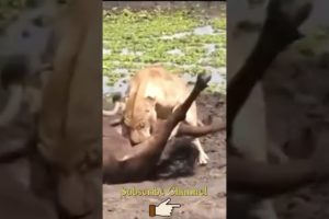 Top Animal Fights And Animal Attacks LION And BUFFALO Best Scene | DG Animal Of World #Shorts