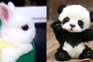 Cute baby animals Videos Compilation cute moment of the animals - Cutest Animals #22