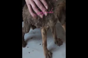 Maggots Removal from Pupy!   Dog Cleaning from Ticks, Mangoworms #44