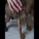 Maggots Removal from Pupy!   Dog Cleaning from Ticks, Mangoworms #44