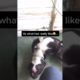 New Video Fuuny Dogs - Cute Puppy - Viral tiktok #shorts #funny #dog