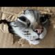 Funny animals - Funny cats / dogs - Funny animal videos / Best videos of May 2022