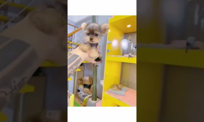 Woohoo   Funniest Maltese & Cutest Puppies Maltese  Funny Puppies Videos Compilation 95