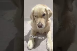 Aww! cute dogs and do funny things